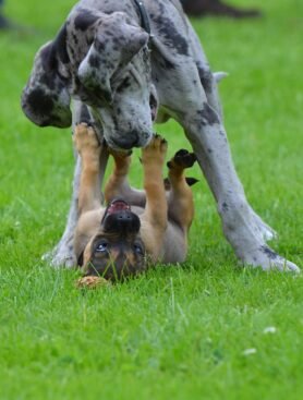 great dane, grayer, little hybrid, puppies, playing dogs, cute, young, hybrid, puppy, small dog, domestic animal, young dog, baby dog, great dane, great dane, great dane, great dane, great dane